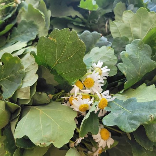 Iliustracija