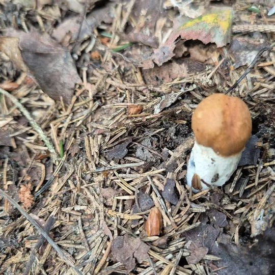 Iliustracija