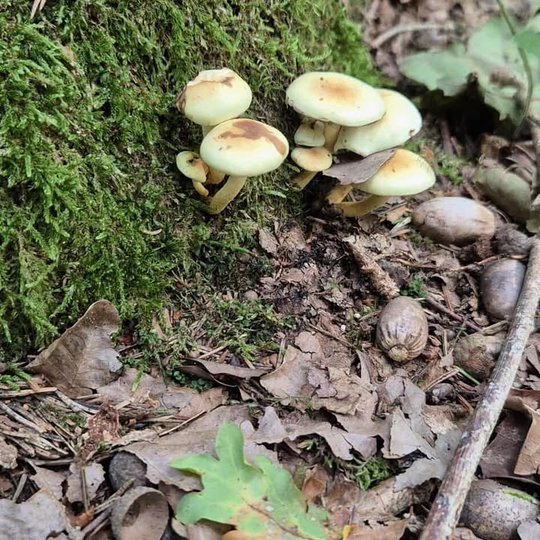 Iliustracija