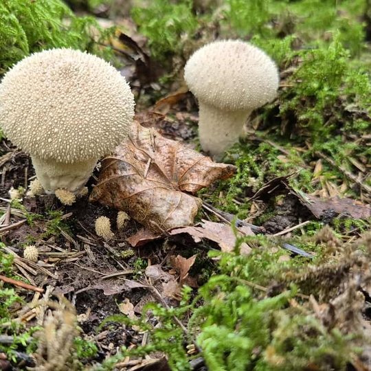 Iliustracija